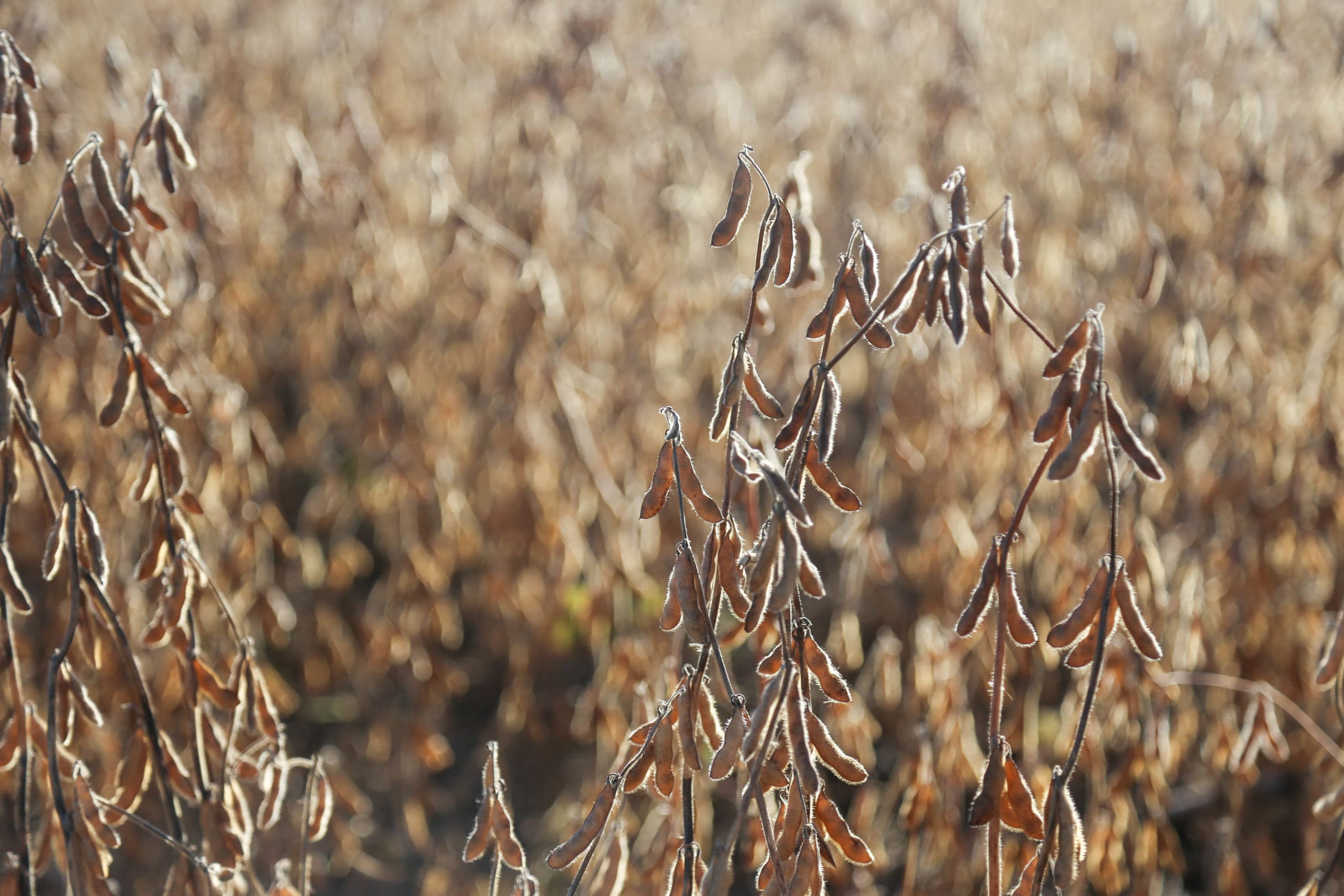 Grain Elevators Caught in Crossfire of a Trade War